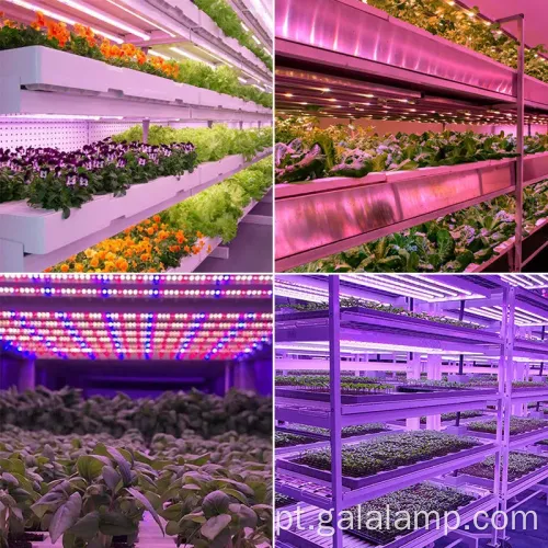 Planta enche a luz para o crescimento interno